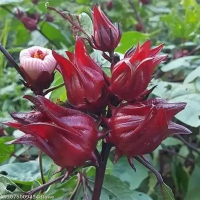 Fleurs d'hibiscus séchées naturelles pour la beauté et la santé, fabrication de savons, parfums, résines, bijoux et bougies occasions spéciales mariage anniversaire Noël